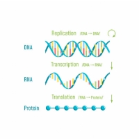 Genetics of CDKL5